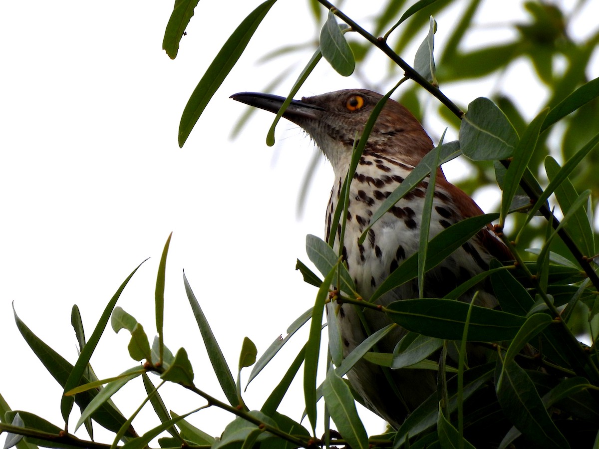 Brown Thrasher - ML616426870