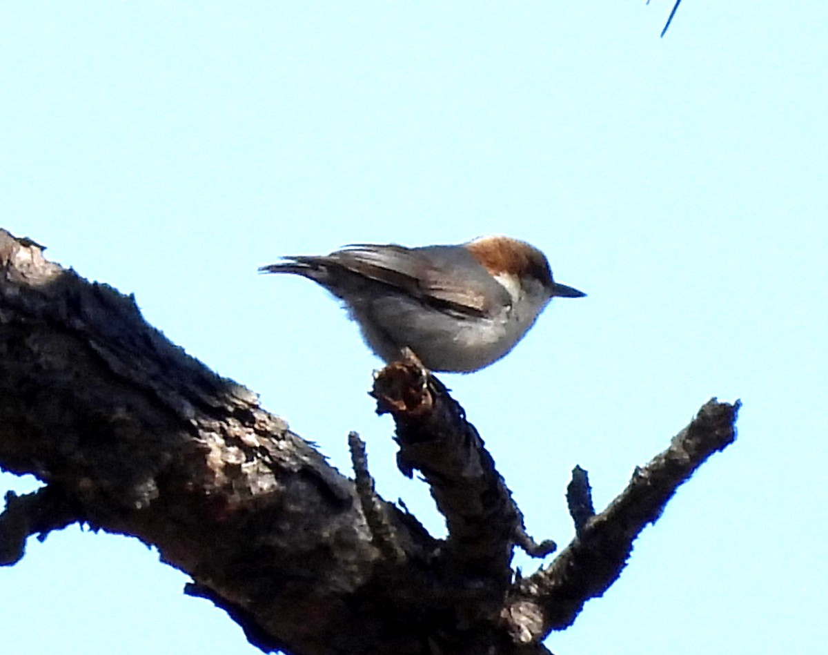 Brown-headed Nuthatch - Sharon Wilcox