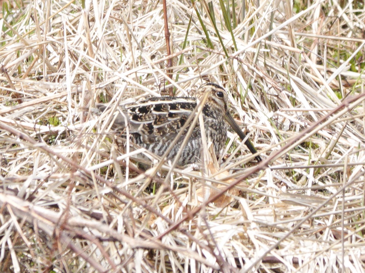 Wilson's Snipe - ML616426917