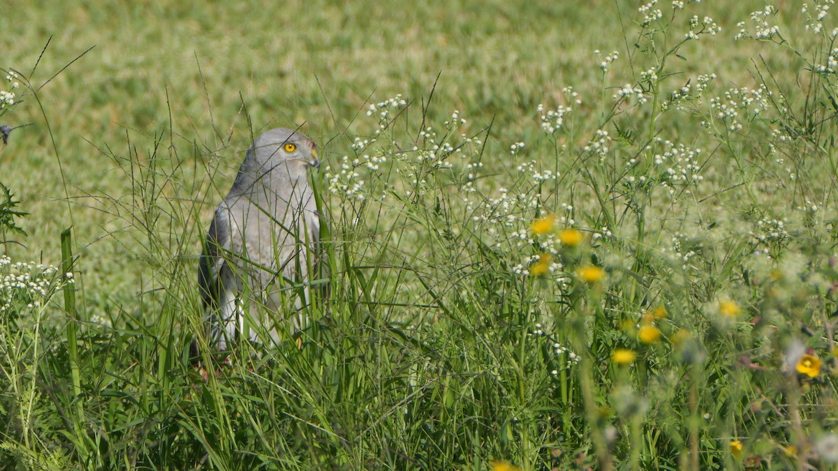 Northern Harrier - ML616426932