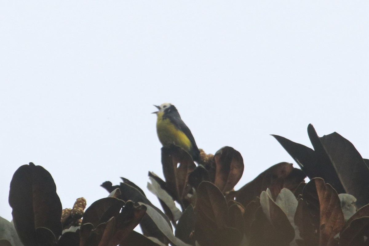 Golden-fronted Redstart - ML616426941