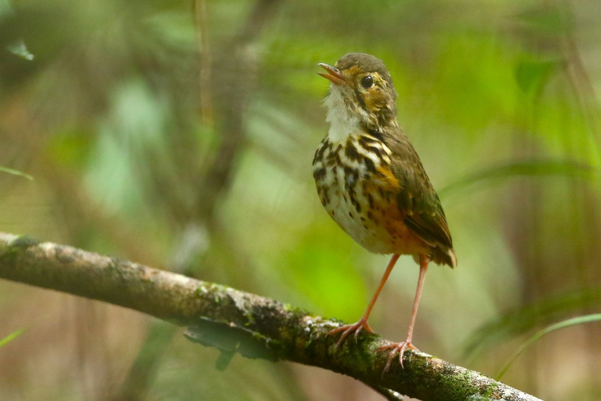 White-browed Antpitta - ML616426955