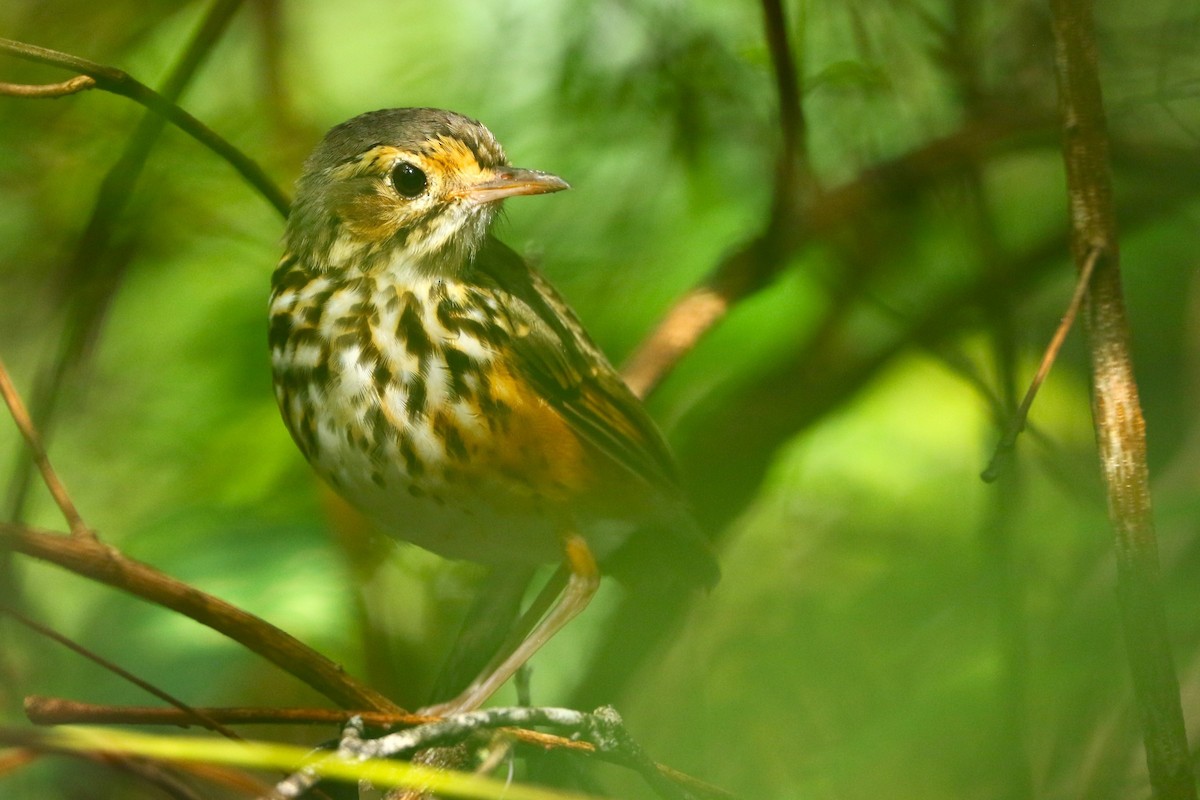 White-browed Antpitta - ML616426956