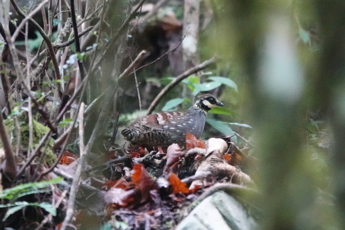 Taiwan Partridge - Ronald de Mol