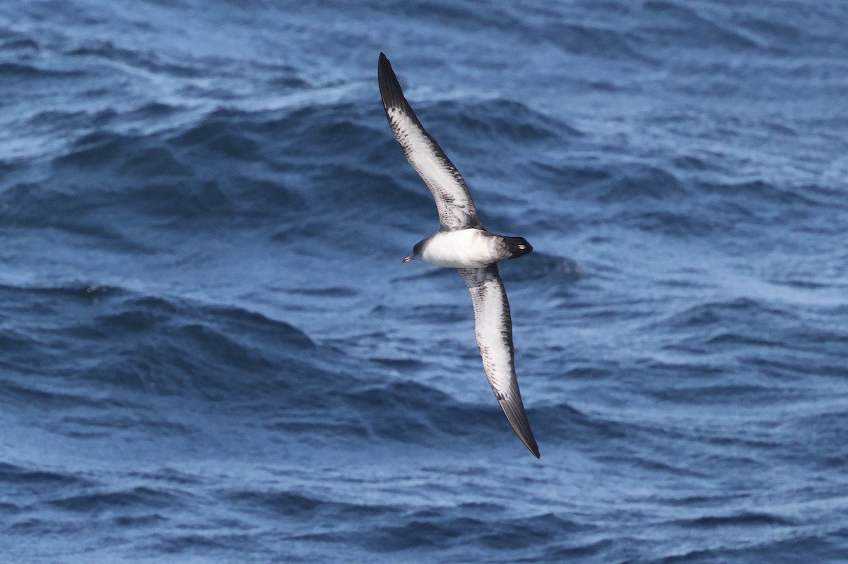 Pink-footed Shearwater - ML616426999