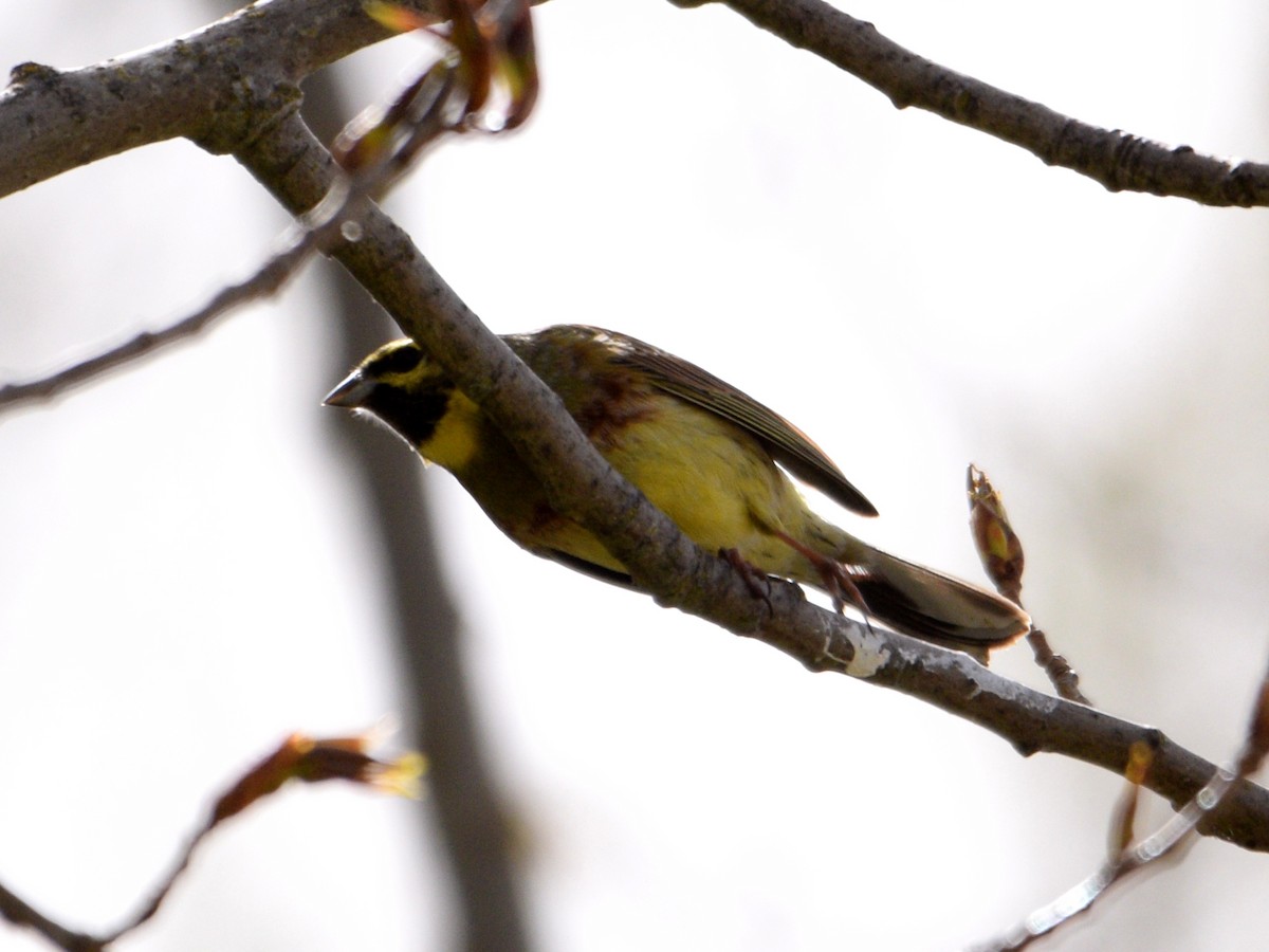 Cirl Bunting - Andrés Turrado Ubón