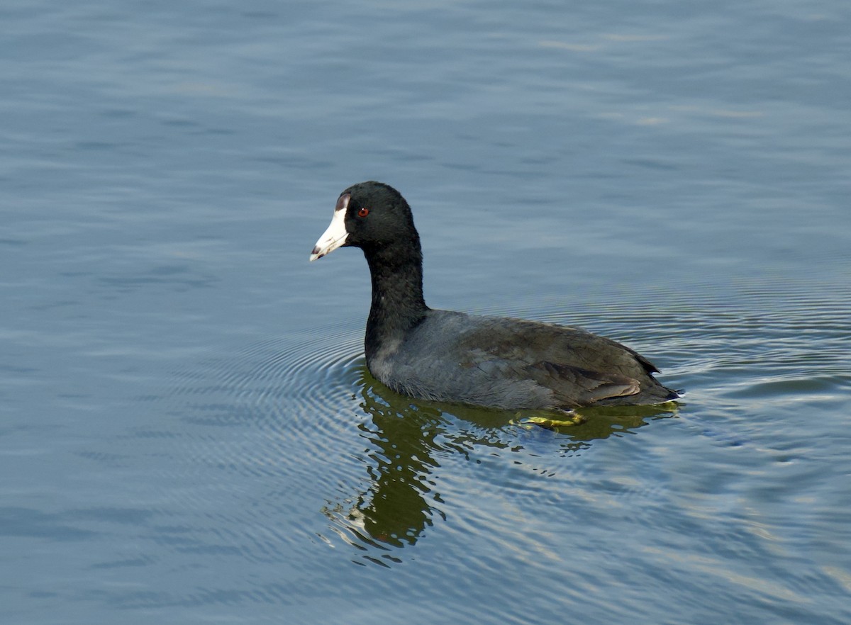 American Coot - Frank Severson