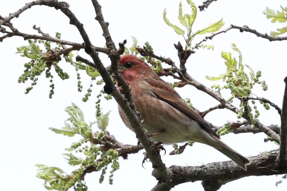 Purple Finch - ML616427071