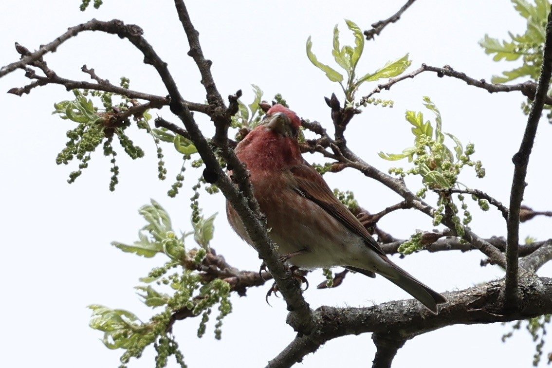 Purple Finch - ML616427072