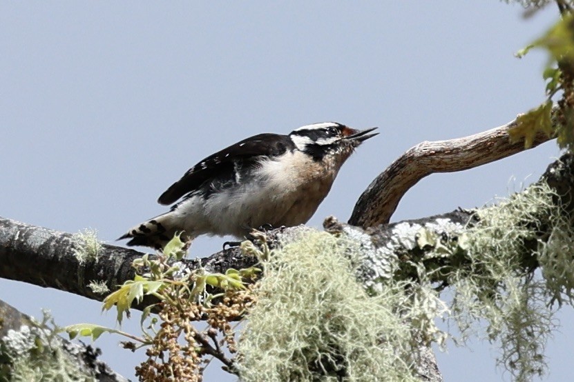Downy Woodpecker - ML616427083