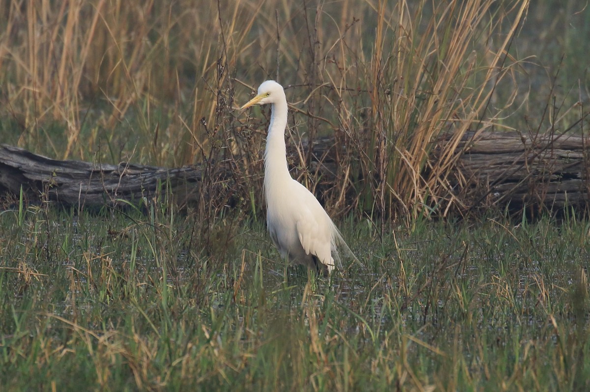 Great Egret - Corné Pieterse