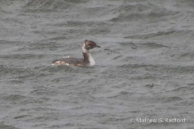 Horned Grebe - ML616427113