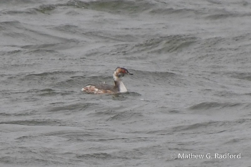 Horned Grebe - ML616427114