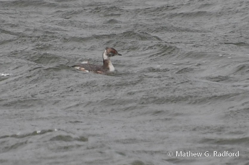 Horned Grebe - ML616427115