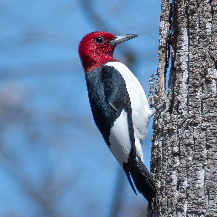 Red-headed Woodpecker - ML616427158