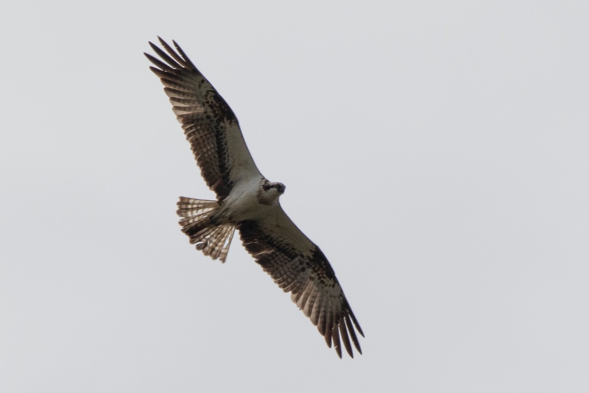 Osprey - Miguel Rodríguez Esteban