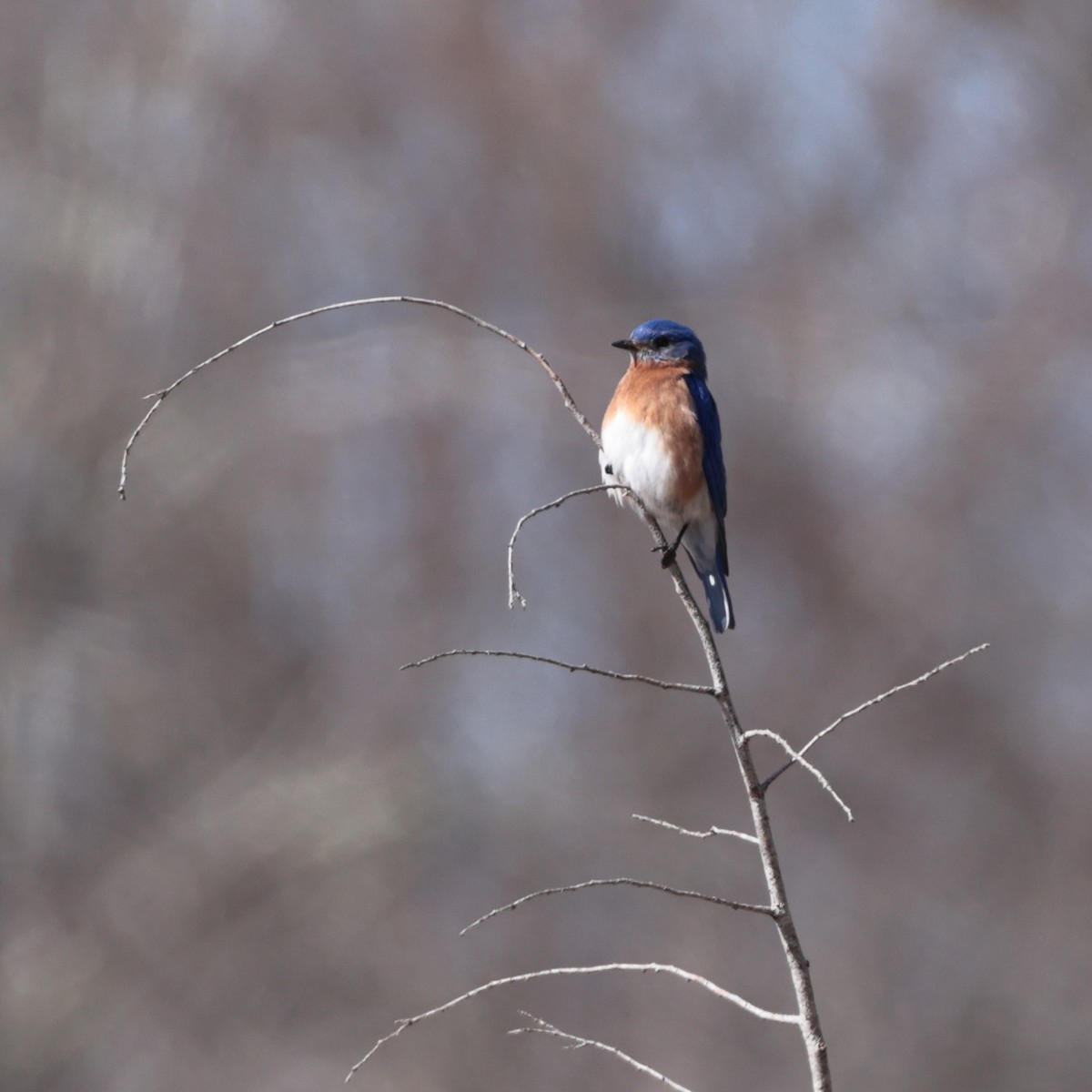 Eastern Bluebird - D Brush