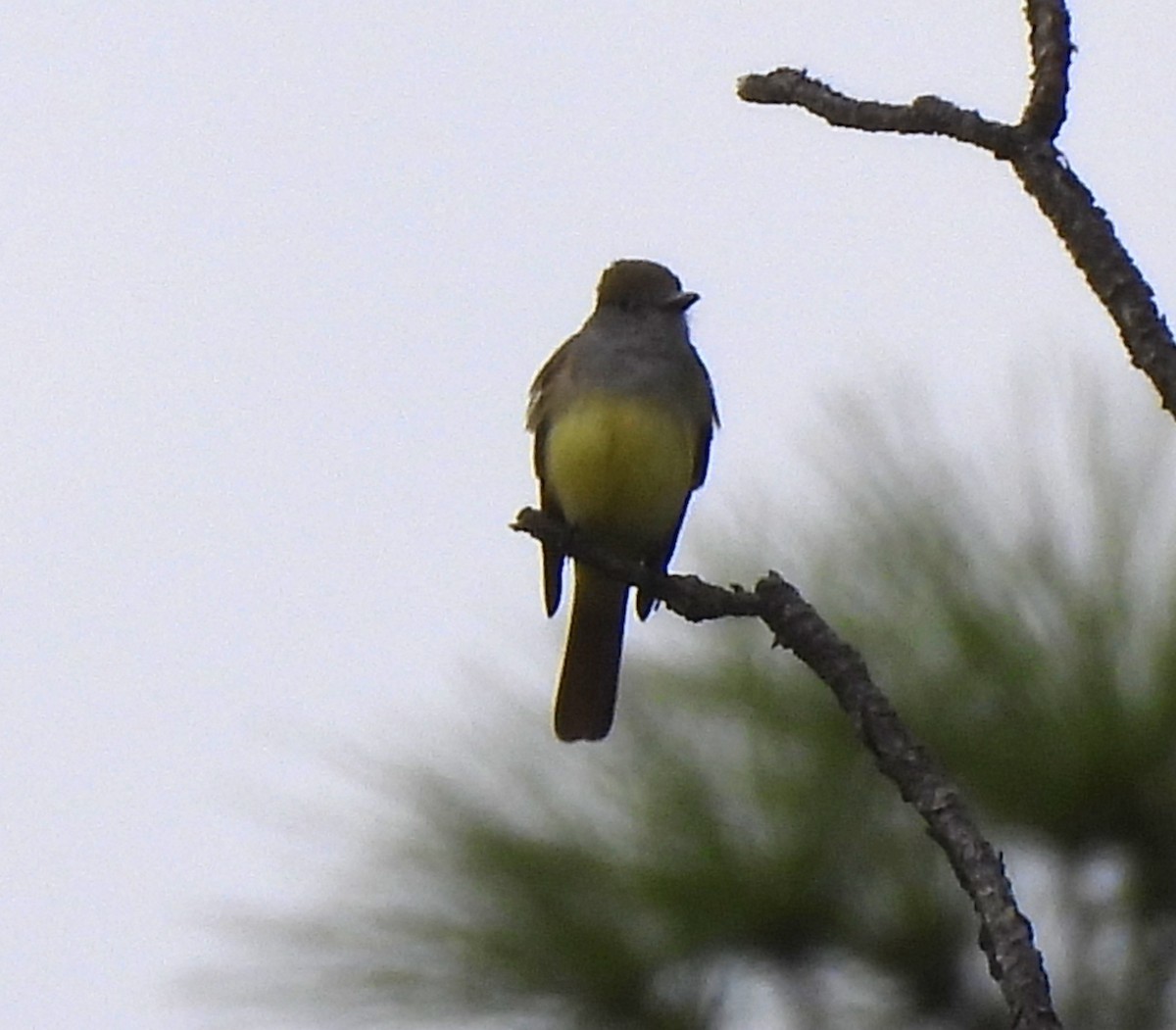 Great Crested Flycatcher - ML616427209