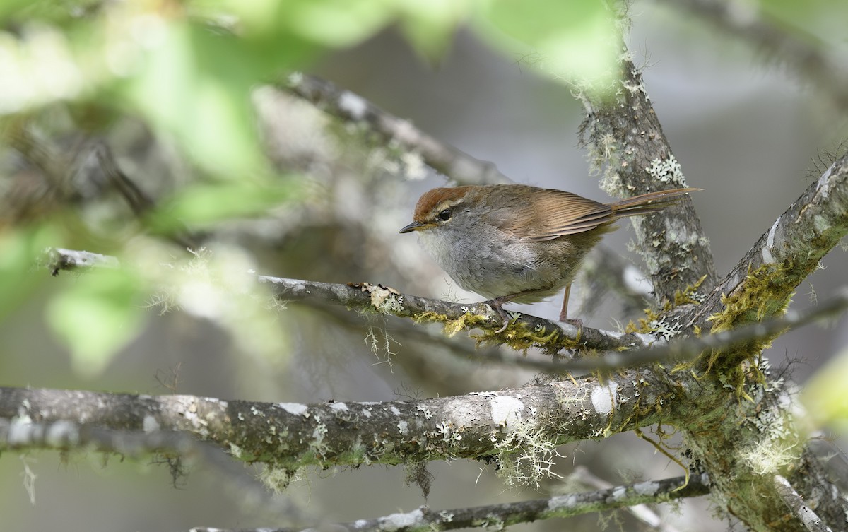 Gray-sided Bush Warbler - ML616427235
