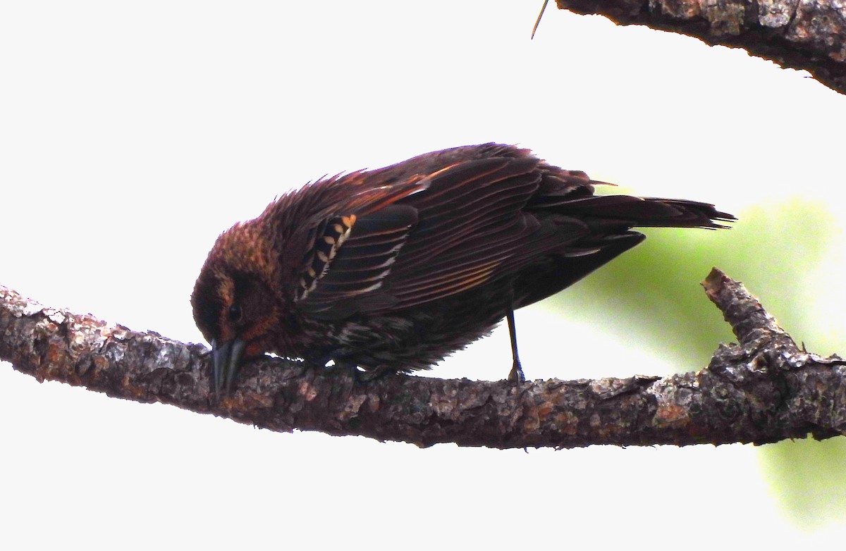 Red-winged Blackbird - ML616427246