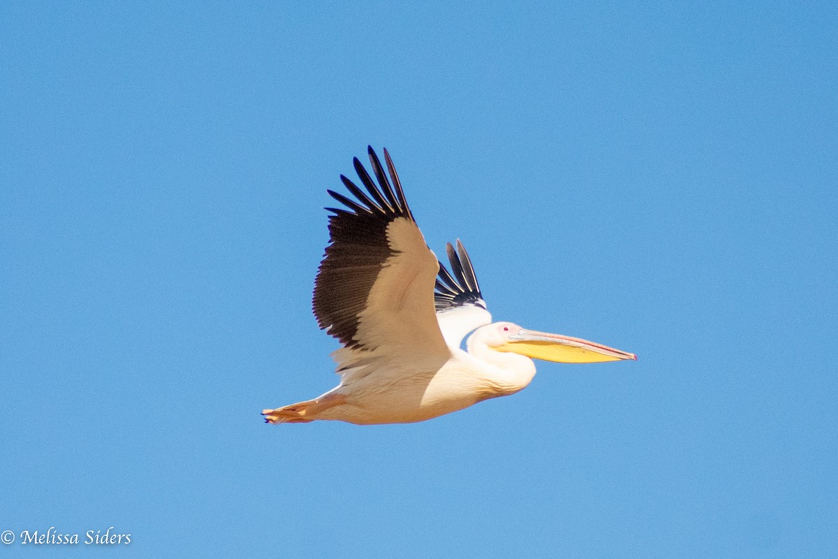 Great White Pelican - ML616427315