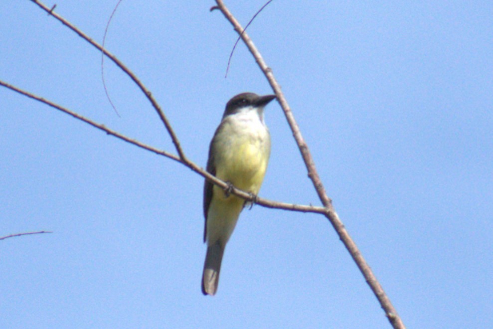 Thick-billed Kingbird - Bill Hubbard