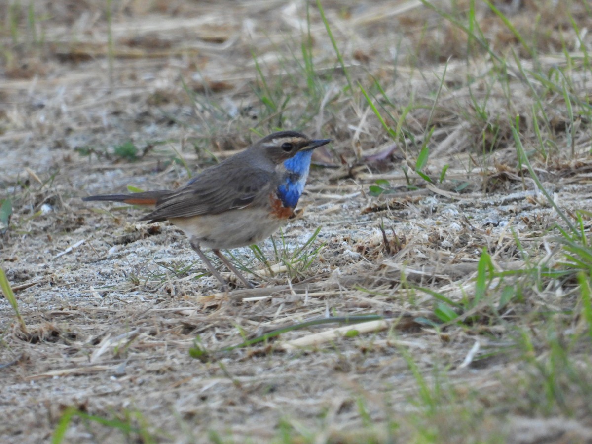 Bluethroat - ML616427336