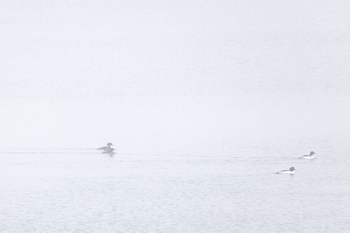 Red-breasted Merganser - ML616427364