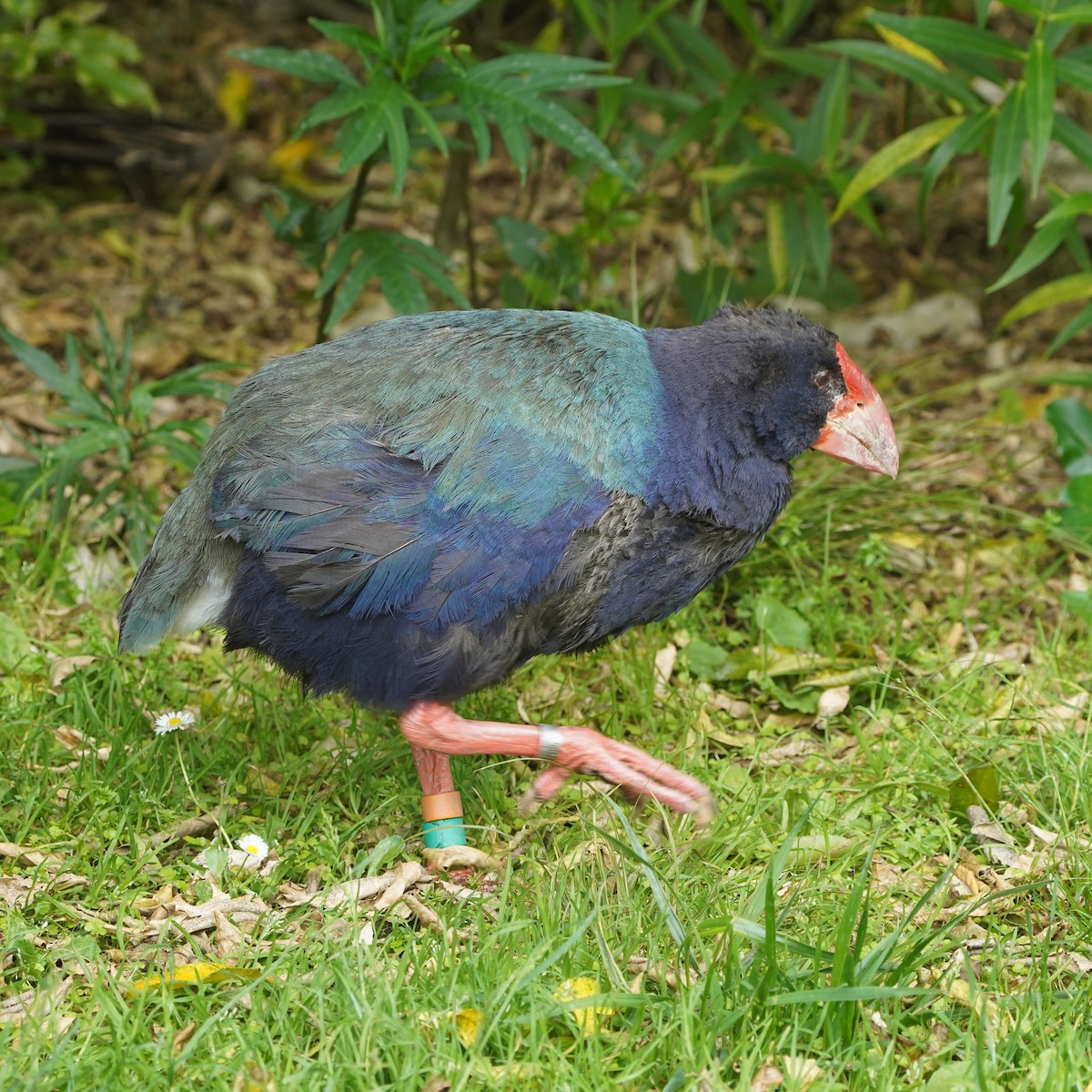 South Island Takahe - Szymon  Bzoma