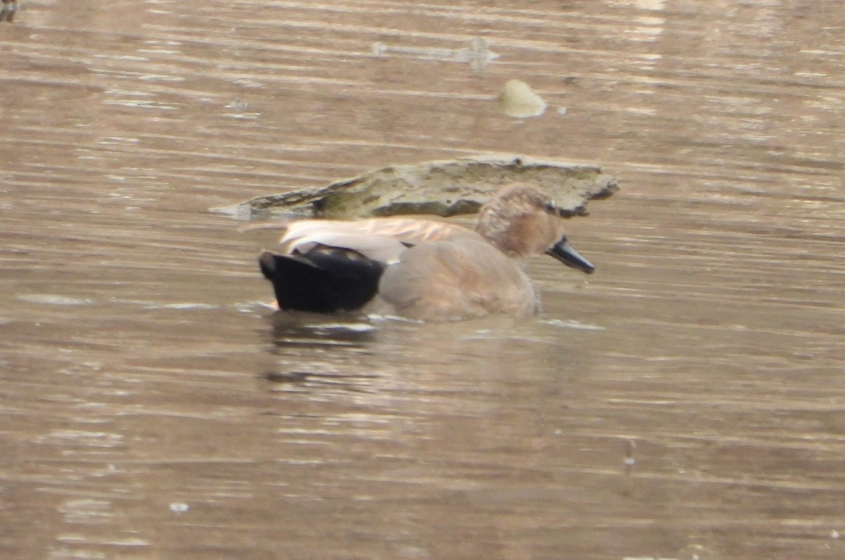 Gadwall - Martin Berg