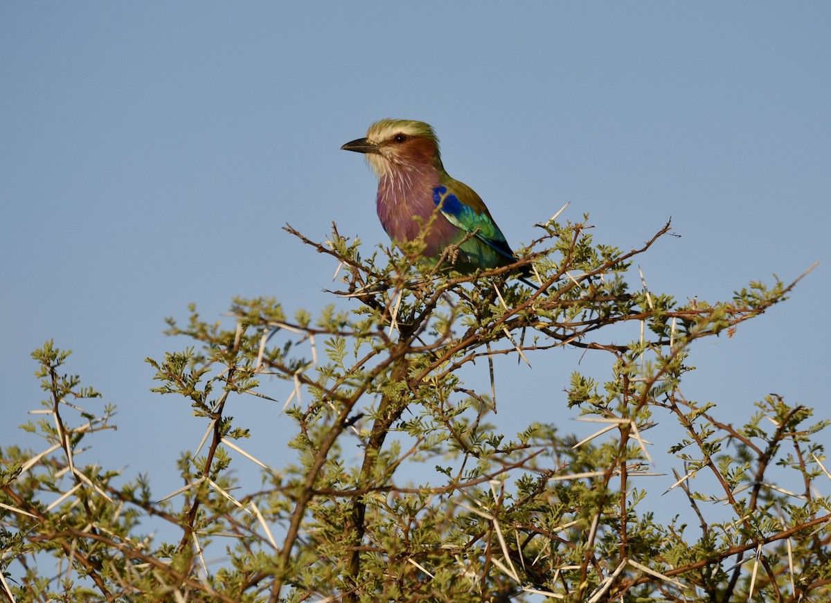 Lilac-breasted Roller - ML616427649