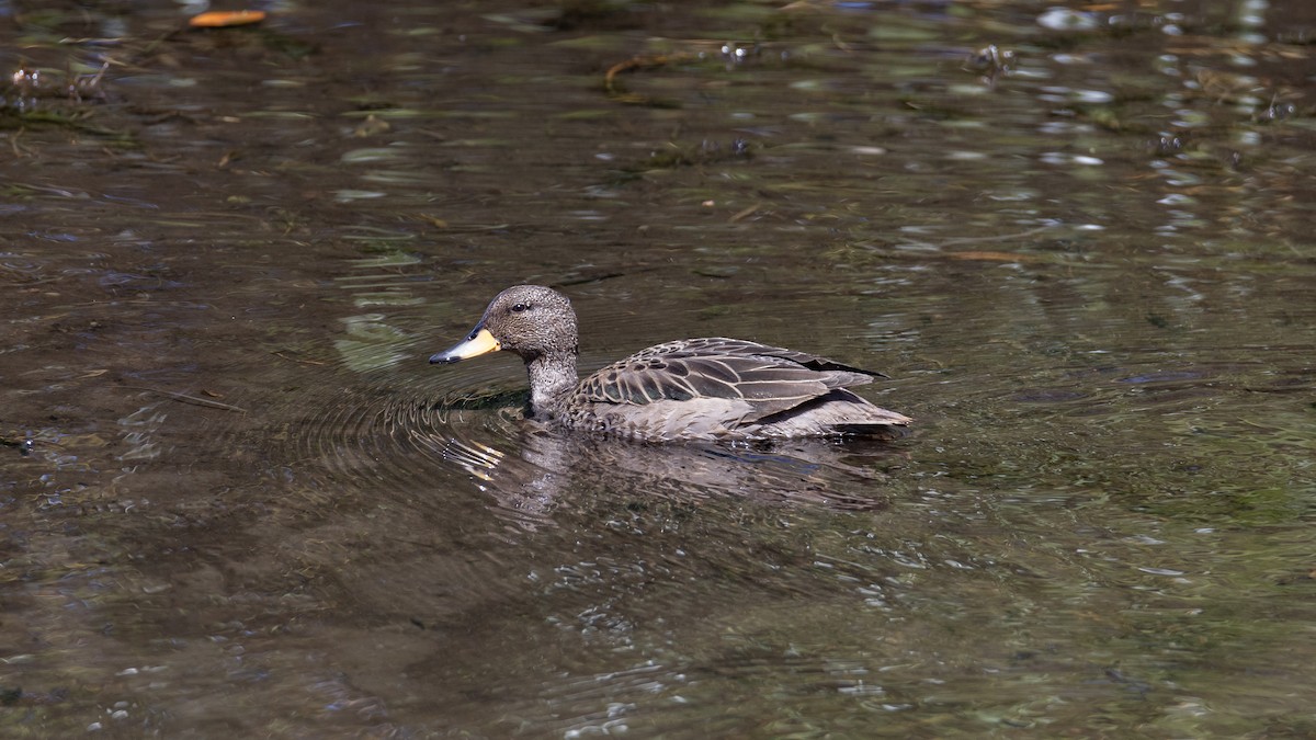 Yellow-billed Pintail - ML616427659