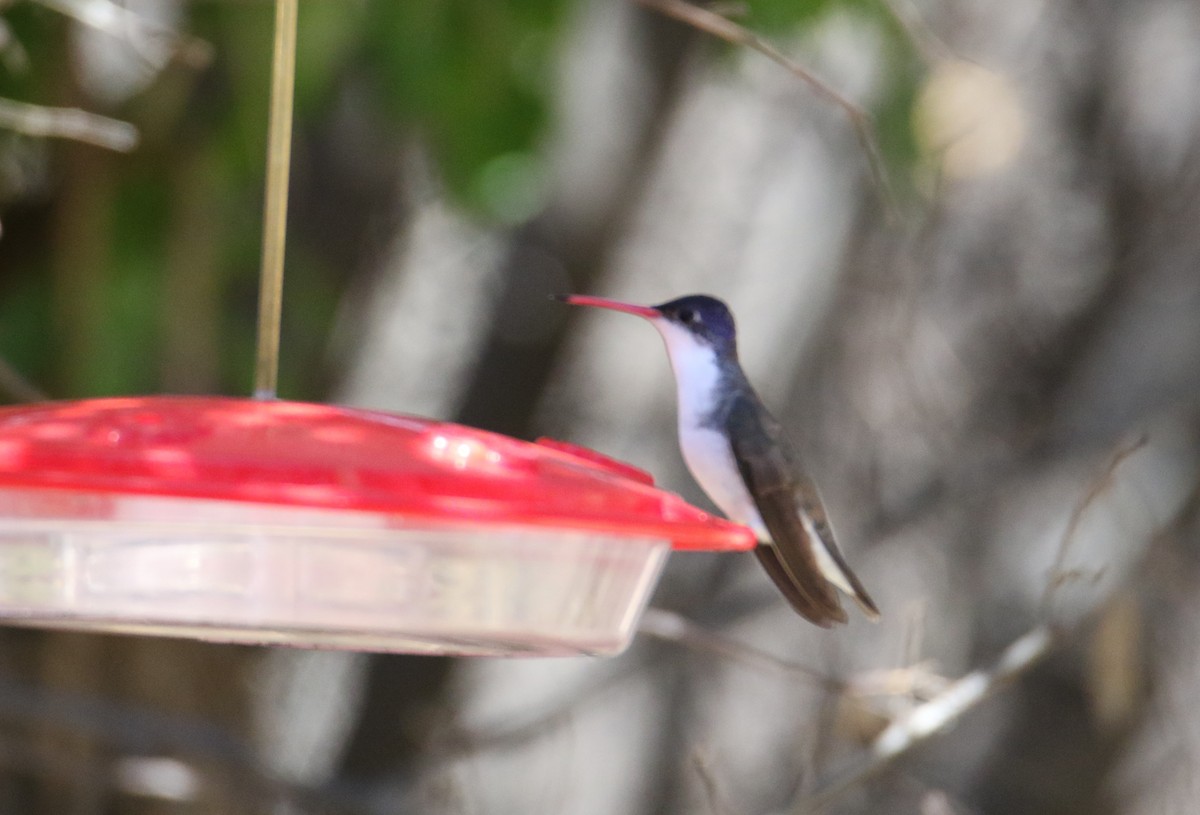 Violet-crowned Hummingbird - John Ward