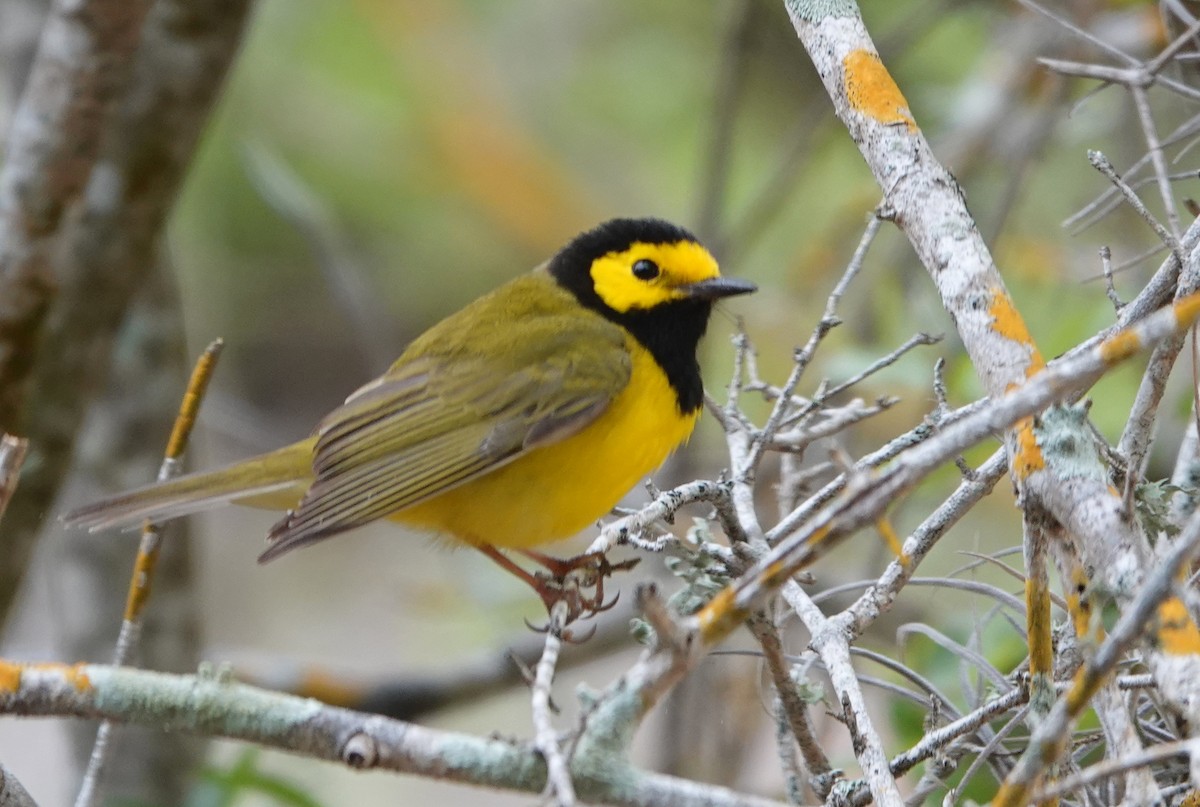 Hooded Warbler - ML616427669