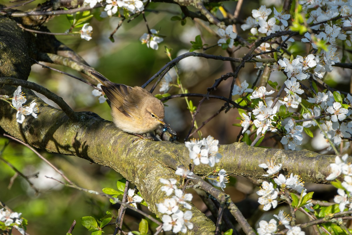 Common Chiffchaff - ML616427690