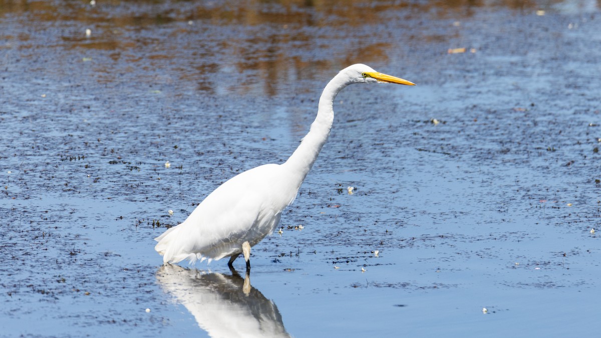 Great Egret - ML616427692