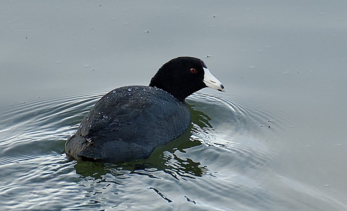 American Coot - Frank Severson
