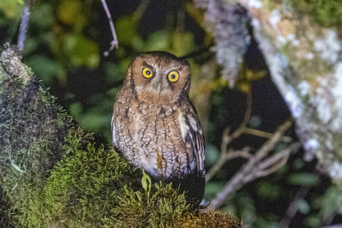 Long-tufted Screech-Owl - Ted Kavanagh