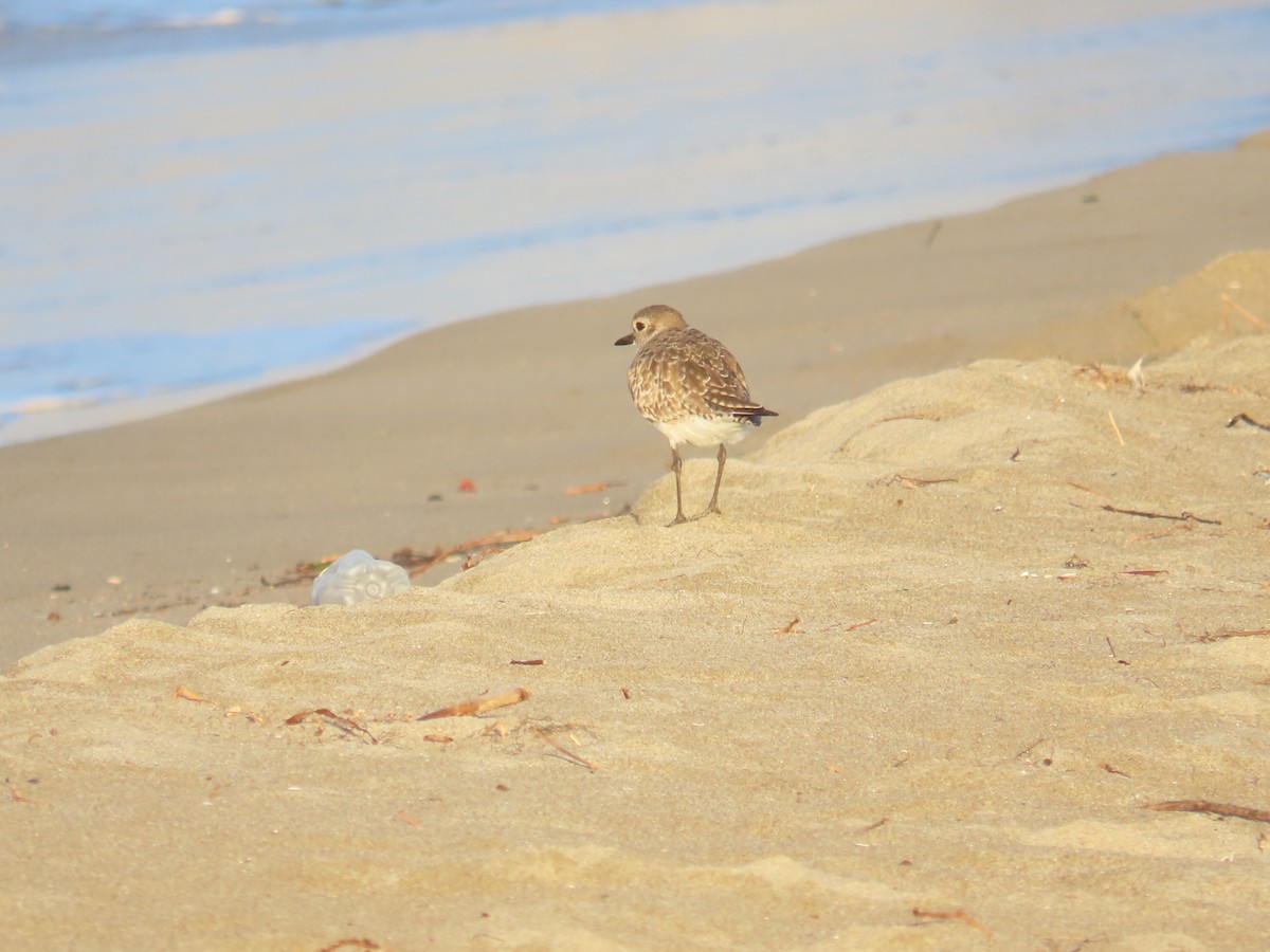 Black-bellied Plover - ML616427765