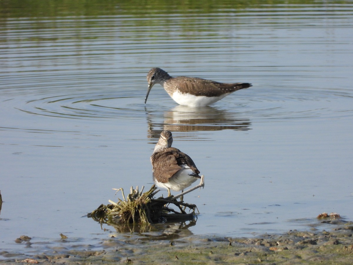 Green Sandpiper - Martina Corgnati