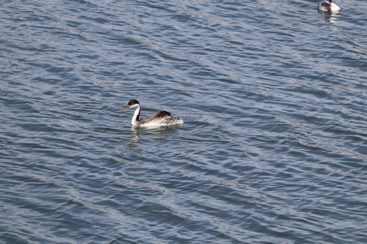 Western Grebe - ML616427797