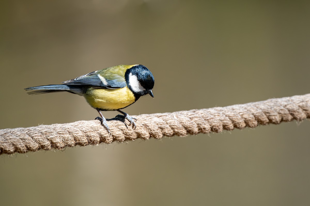 Great Tit - ML616427805