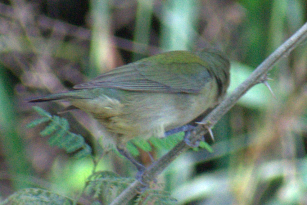 Painted Bunting - Bill Hubbard