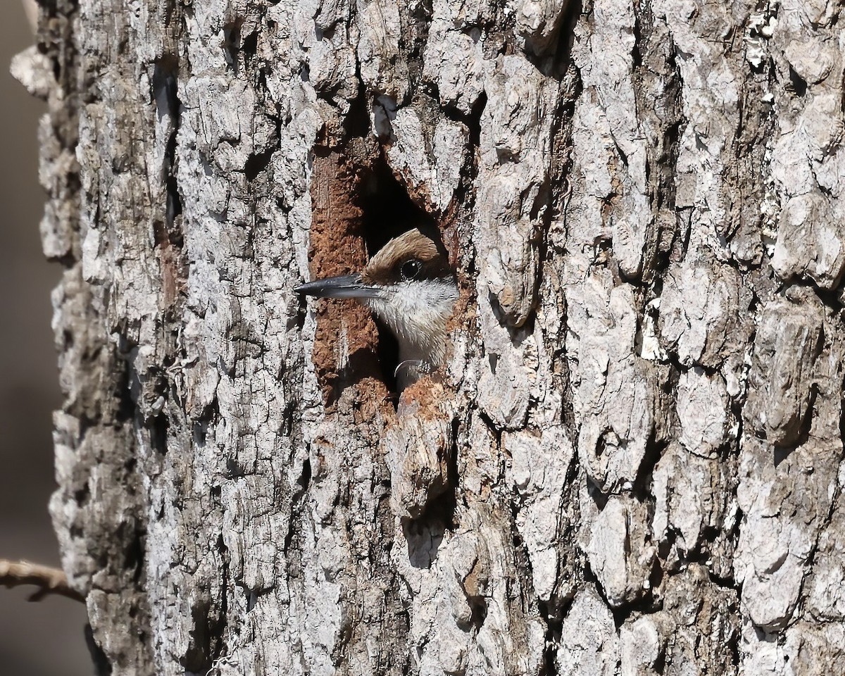 Brown-headed Nuthatch - ML616427870