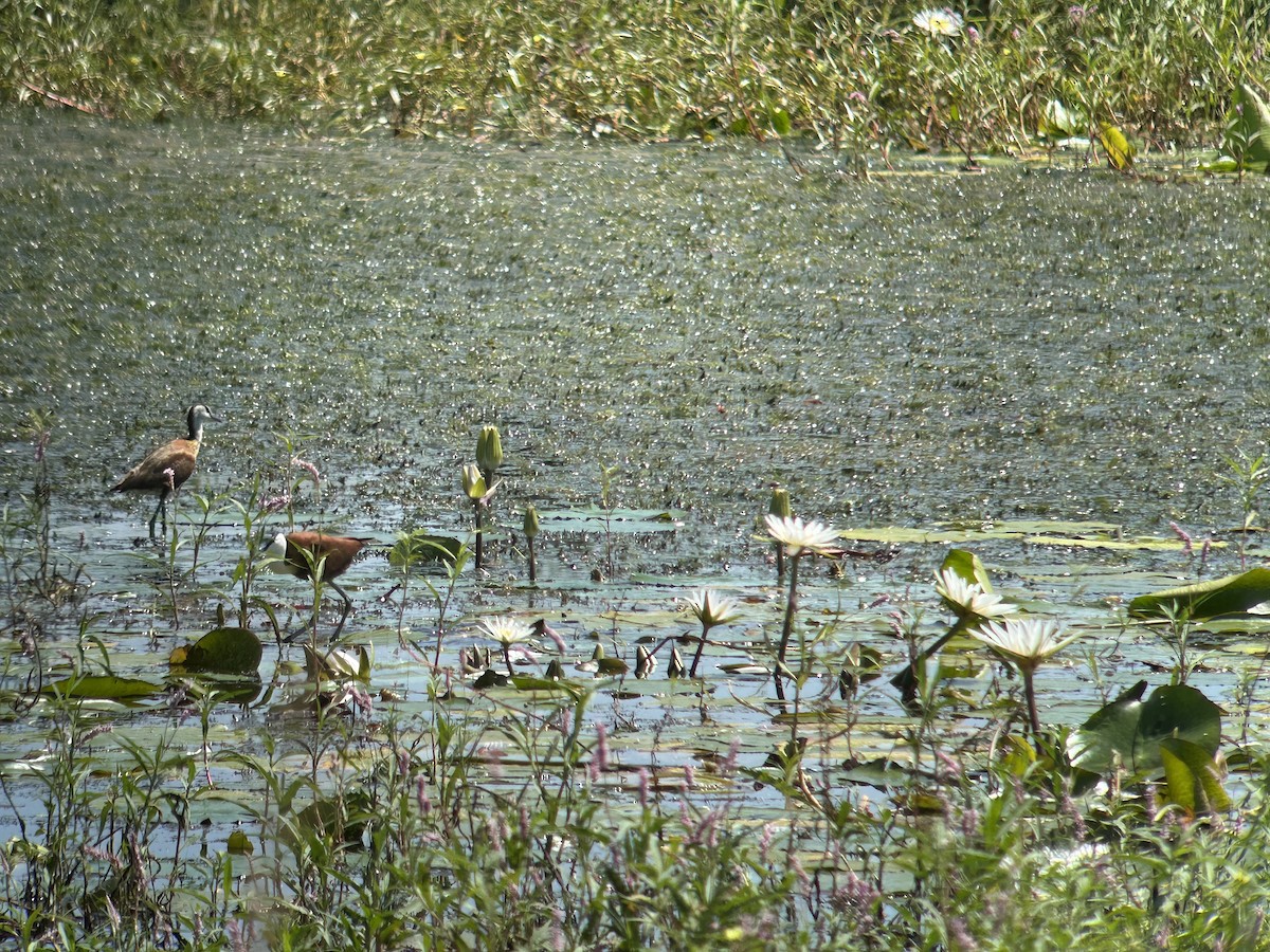 Jacana à poitrine dorée - ML616427896