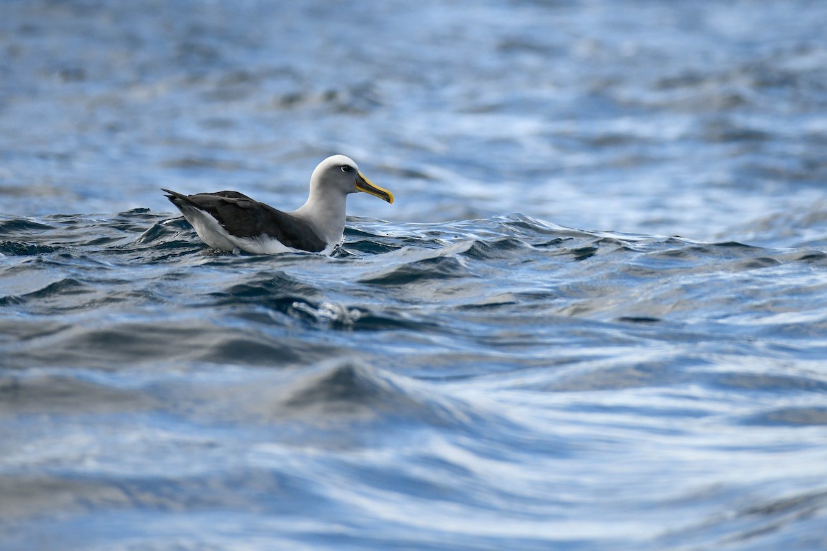 Buller's Albatross - ML616427901