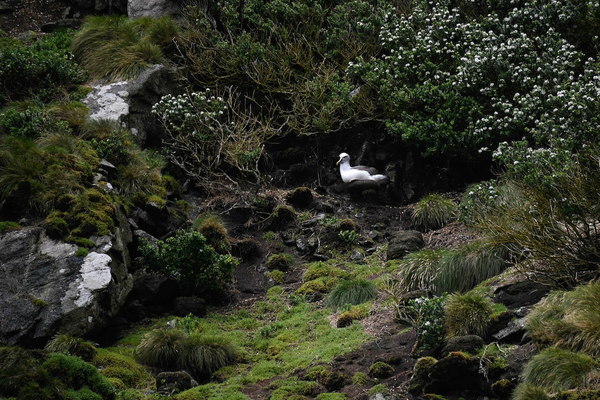 Buller's Albatross - ML616427902