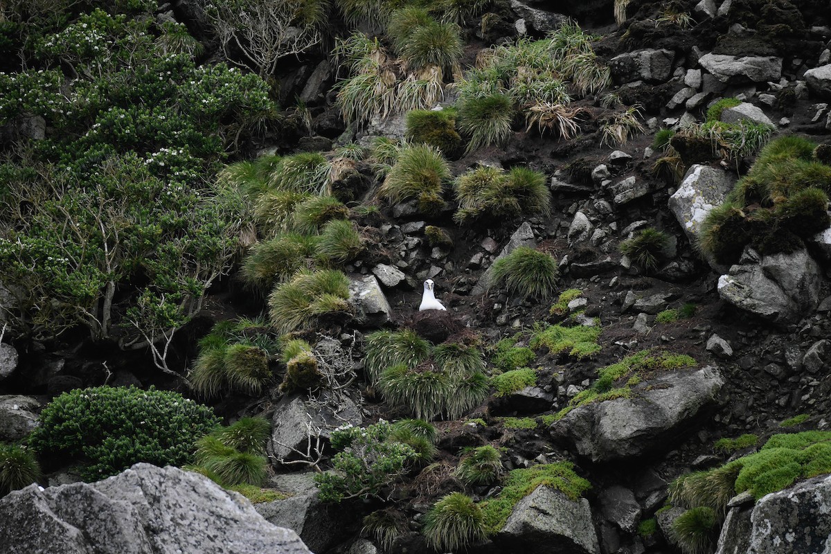 Buller's Albatross - ML616427903