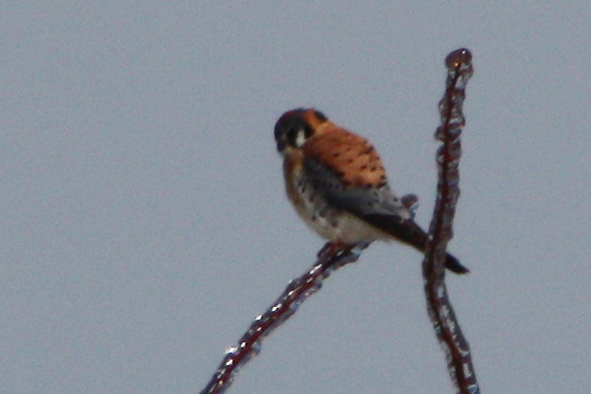 American Kestrel - ML616427906