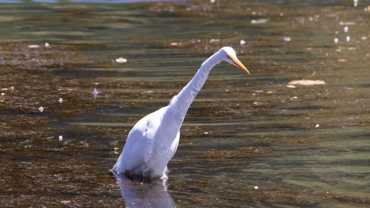 Great Egret - ML616427910